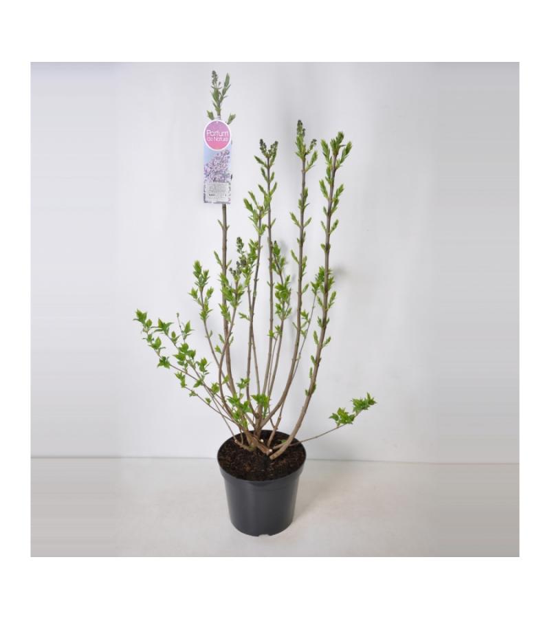 Sering (syringa vulgaris "Lavender Lady") 