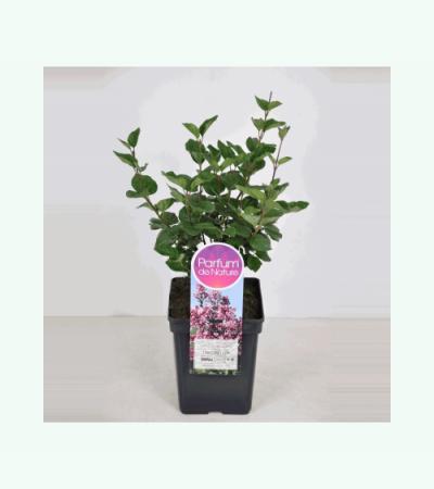 Dwergsering (syringa "Tinkerbelle"®)