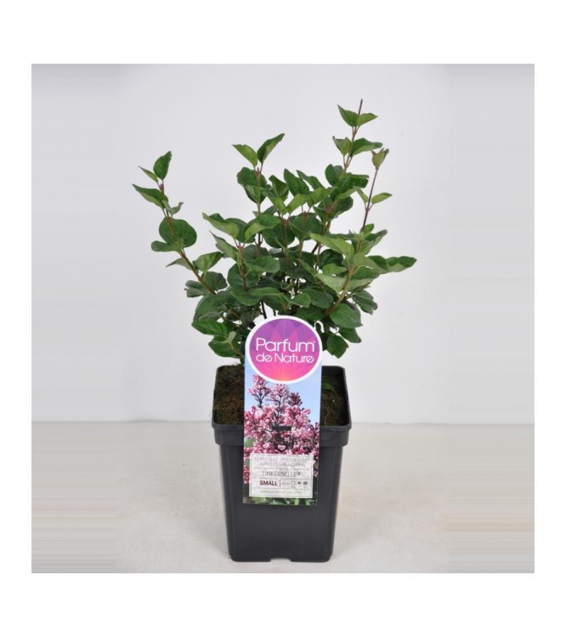 Dwergsering (syringa "Tinkerbelle"®)