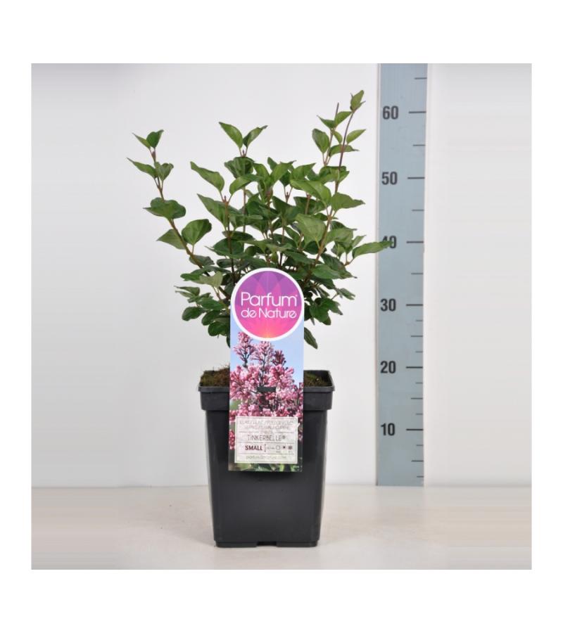 Dwergsering (syringa "Tinkerbelle"®)