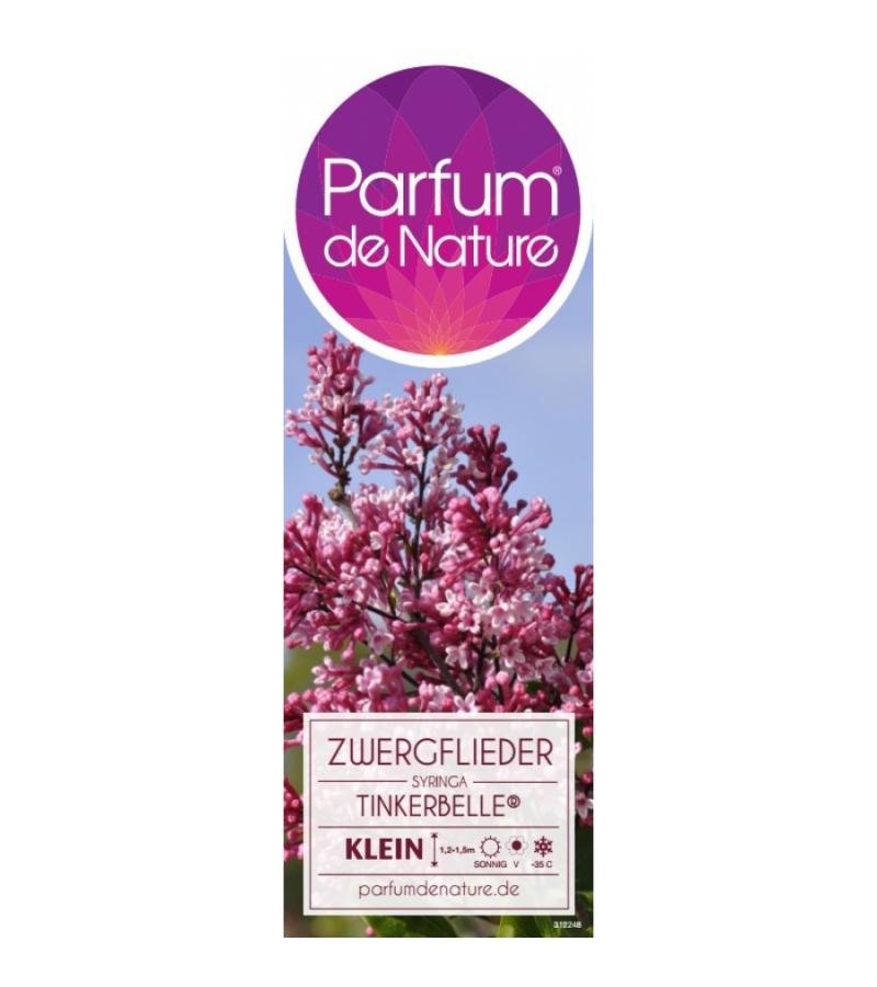 Dwergsering (syringa "Tinkerbelle"®)