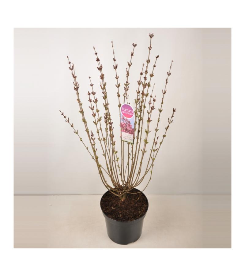 Dwergsering (syringa "Tinkerbelle"®)