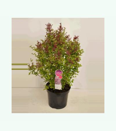 Dwergsering (syringa "Sugar Plum Fairy"®) 