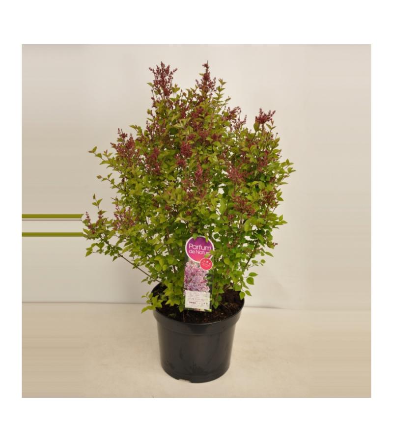 Dwergsering (syringa "Sugar Plum Fairy"®) 