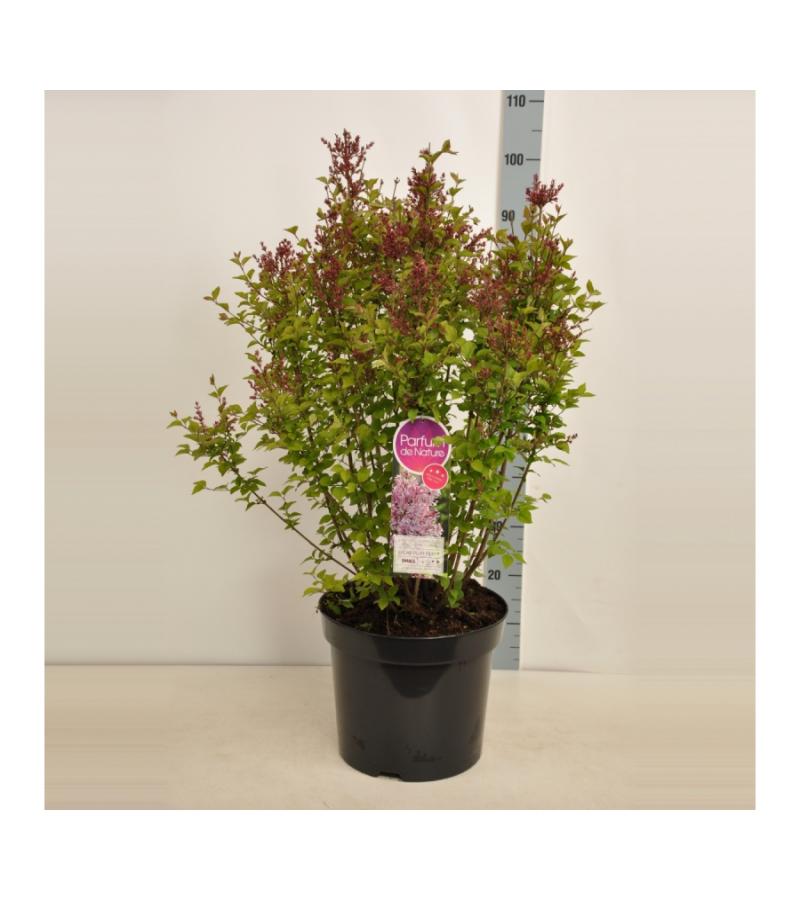 Dwergsering (syringa "Sugar Plum Fairy"®) 