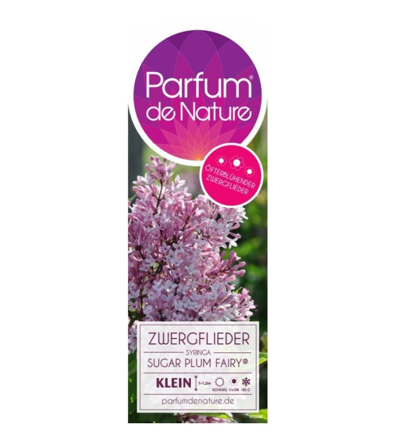 Dwergsering (syringa "Sugar Plum Fairy"®) 
