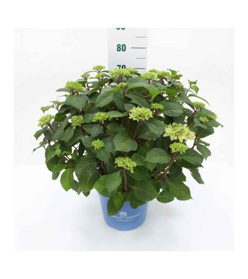 Hydrangea Macrophylla "Endless Summer Bloomstar Blue"® boerenhortensia