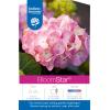 Hydrangea Macrophylla "Endless Summer Bloomstar Pink"® boerenhortensia