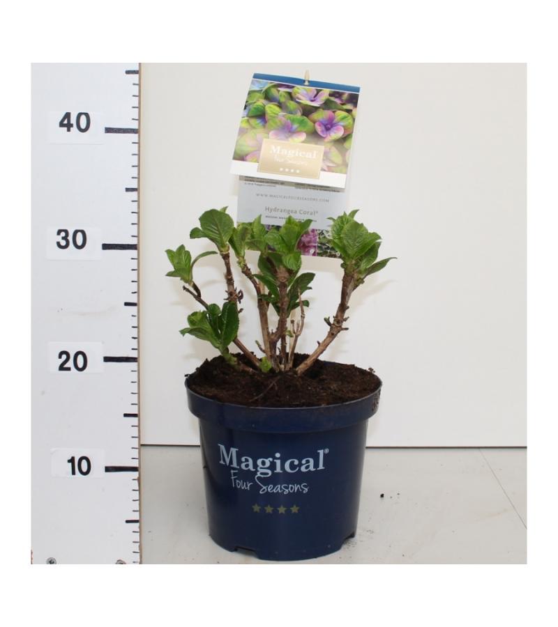 Hydrangea Macrophylla "Magical Coral Blue"® boerenhortensia