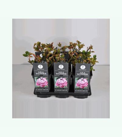 Grootbloemige roos (rosa "Lila Wunder")