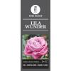 Grootbloemige roos (rosa "Lila Wunder")