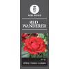 Trosroos (rosa "Red Wanderer")