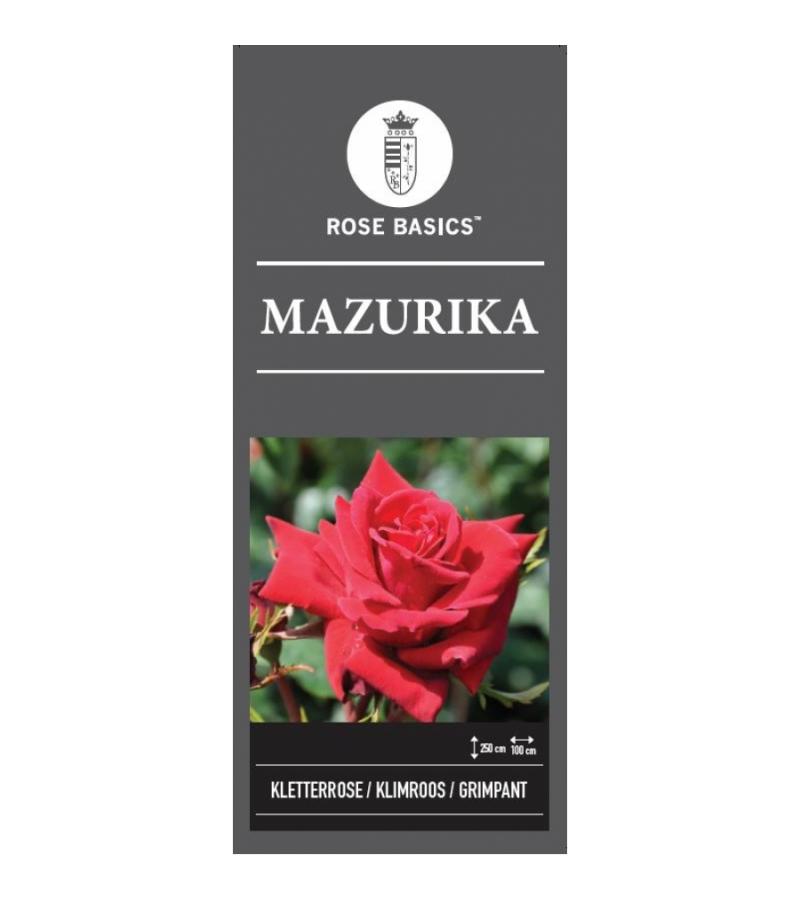 Klimroos (rosa "Mazurika")