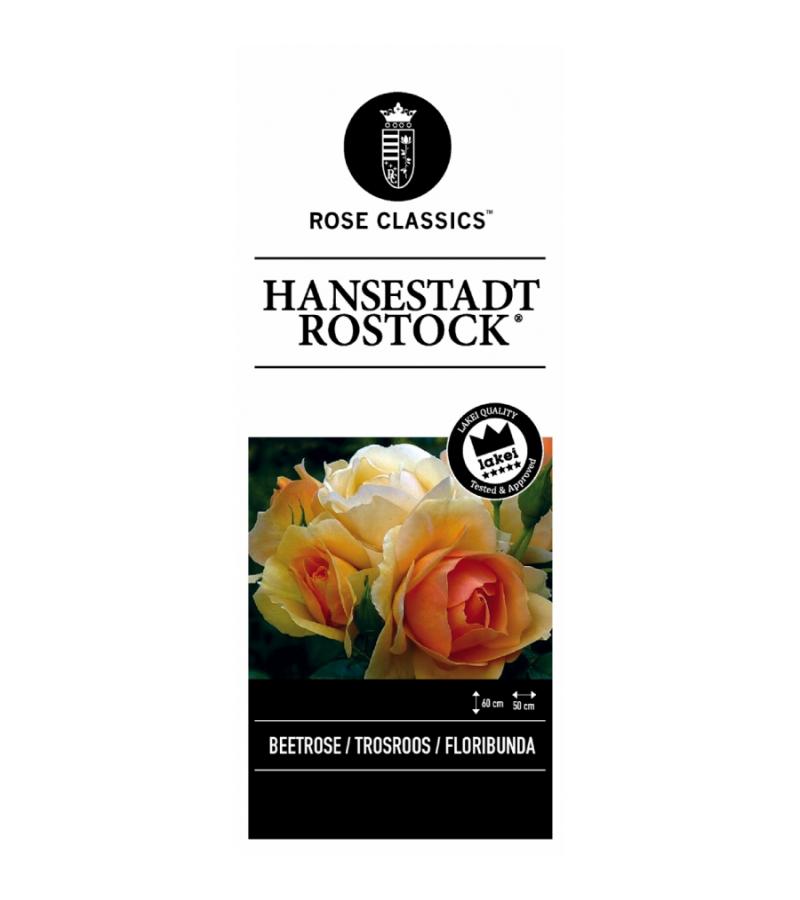 Trosroos (rosa "Hansestadt Rostock"®)