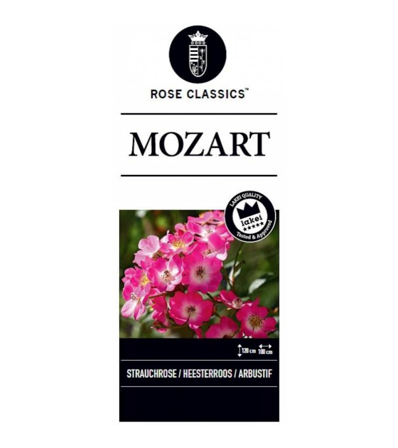Trosroos (rosa "Mozart")