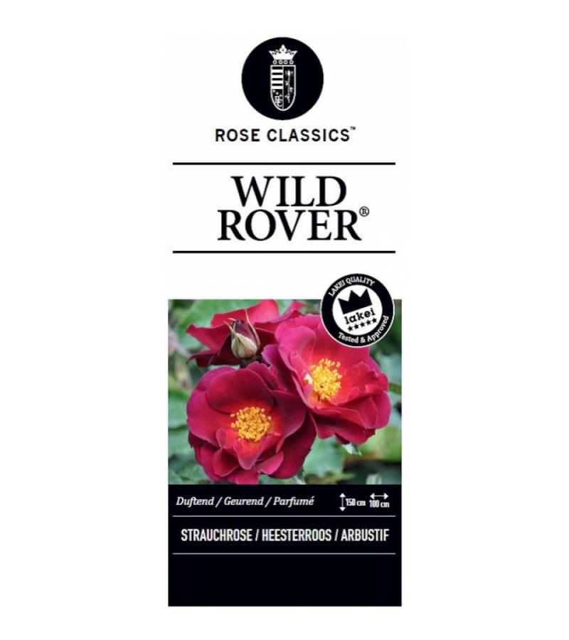 Tros klimroos (rosa "Wild Rover"®)