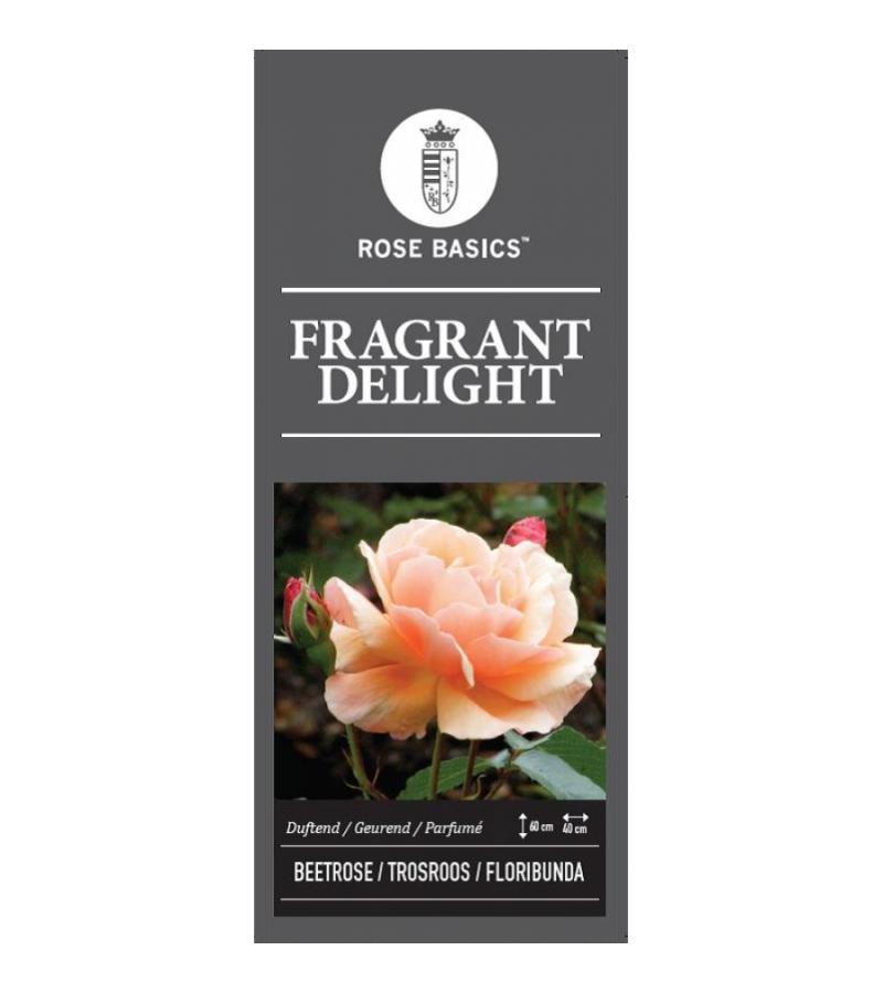 Trosroos op stam 90 cm (rosa "Fragrant Delight")