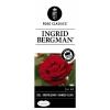 Grootbloemige roos op stam (rosa "Ingrid Bergman"®)
