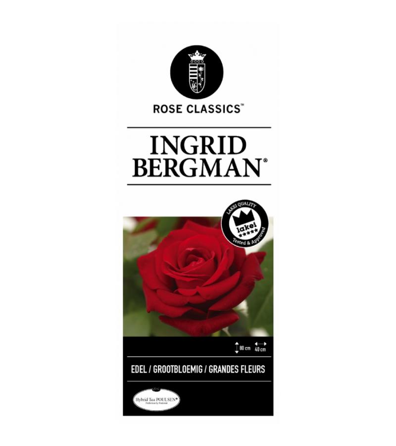 Grootbloemige roos op stam (rosa "Ingrid Bergman"®)