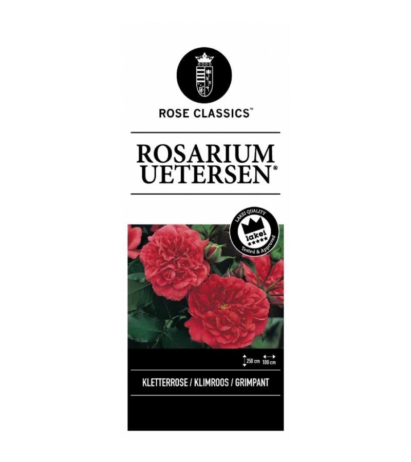 Treurroos (rosa "Rosarium Uetersen"®) 