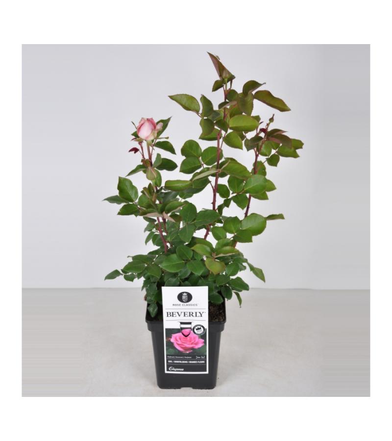 Grootbloemige roos (rosa "Beverly"®)