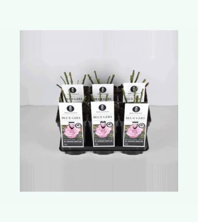 Grootbloemige roos (rosa "Blue Girl"®)