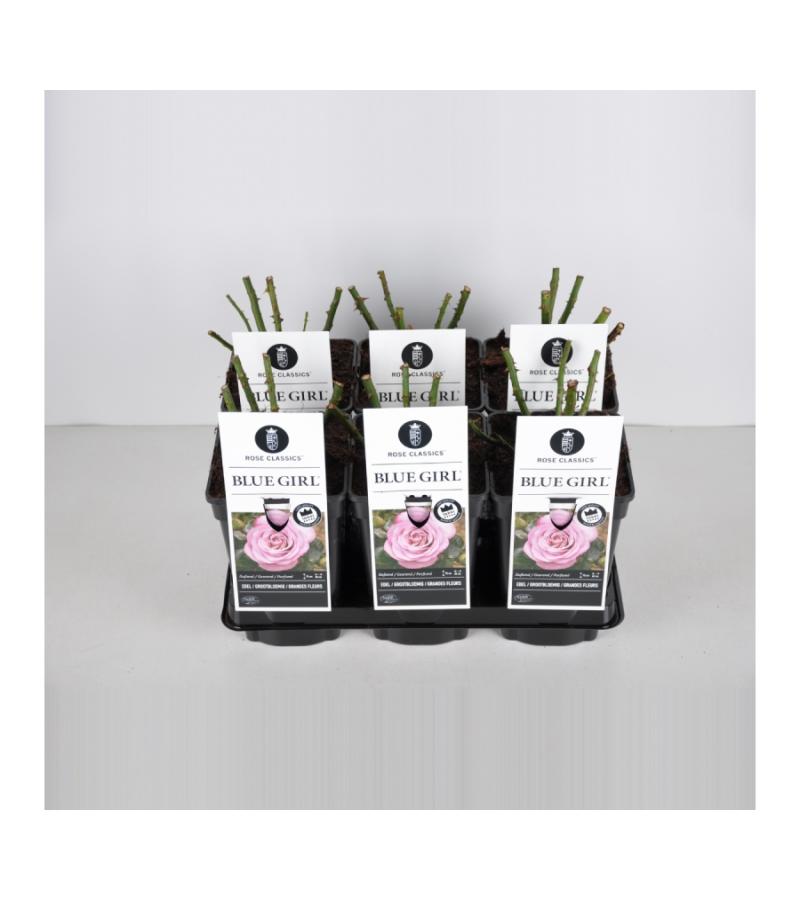Grootbloemige roos (rosa "Blue Girl"®)