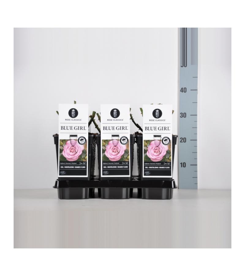 Grootbloemige roos (rosa "Blue Girl"®)