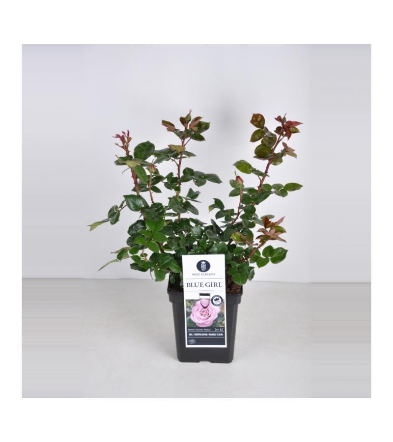 Grootbloemige roos (rosa "Blue Girl"®)