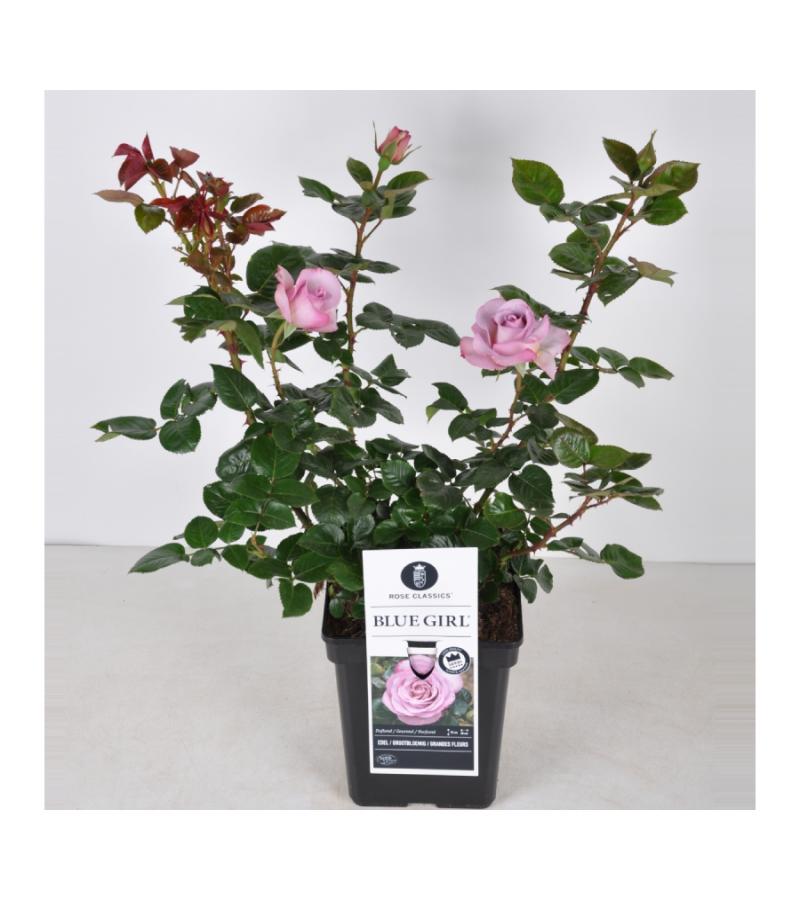 Grootbloemige roos (rosa "Blue Girl"®)