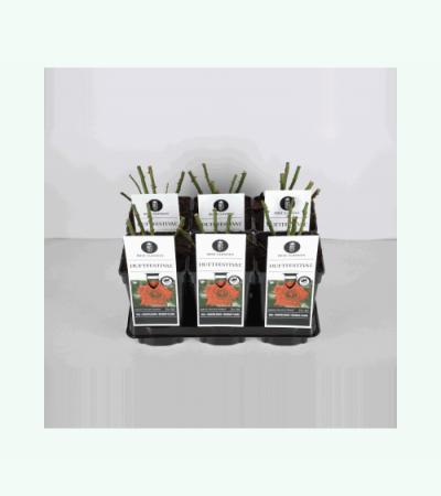 Grootbloemige roos (rosa "Duftfestival"®)