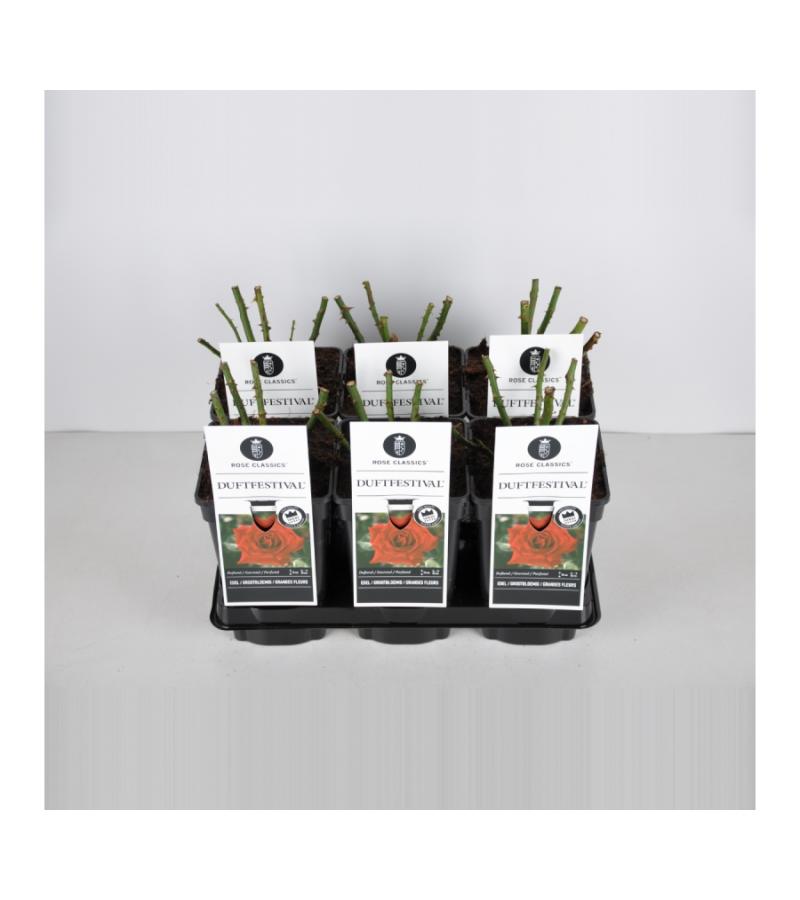 Grootbloemige roos (rosa "Duftfestival"®)