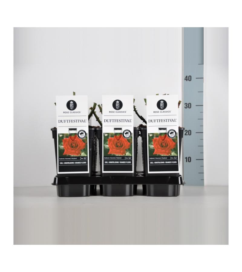 Grootbloemige roos (rosa "Duftfestival"®)