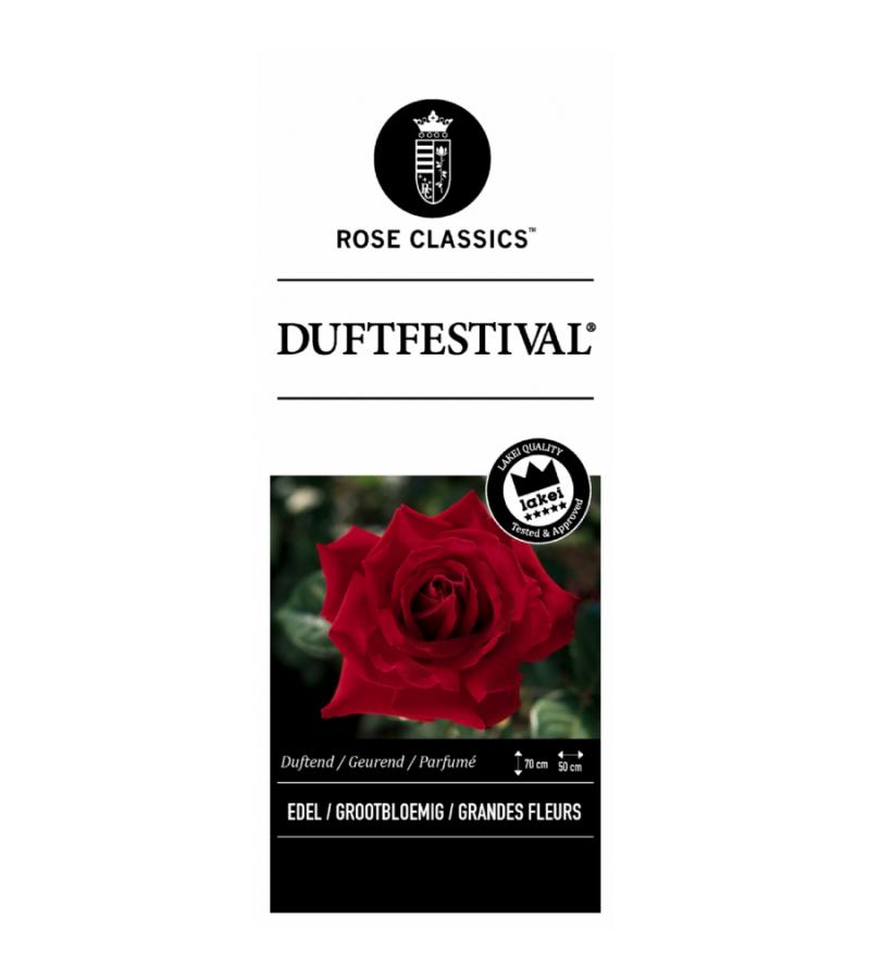 Grootbloemige roos (rosa "Duftfestival"®)