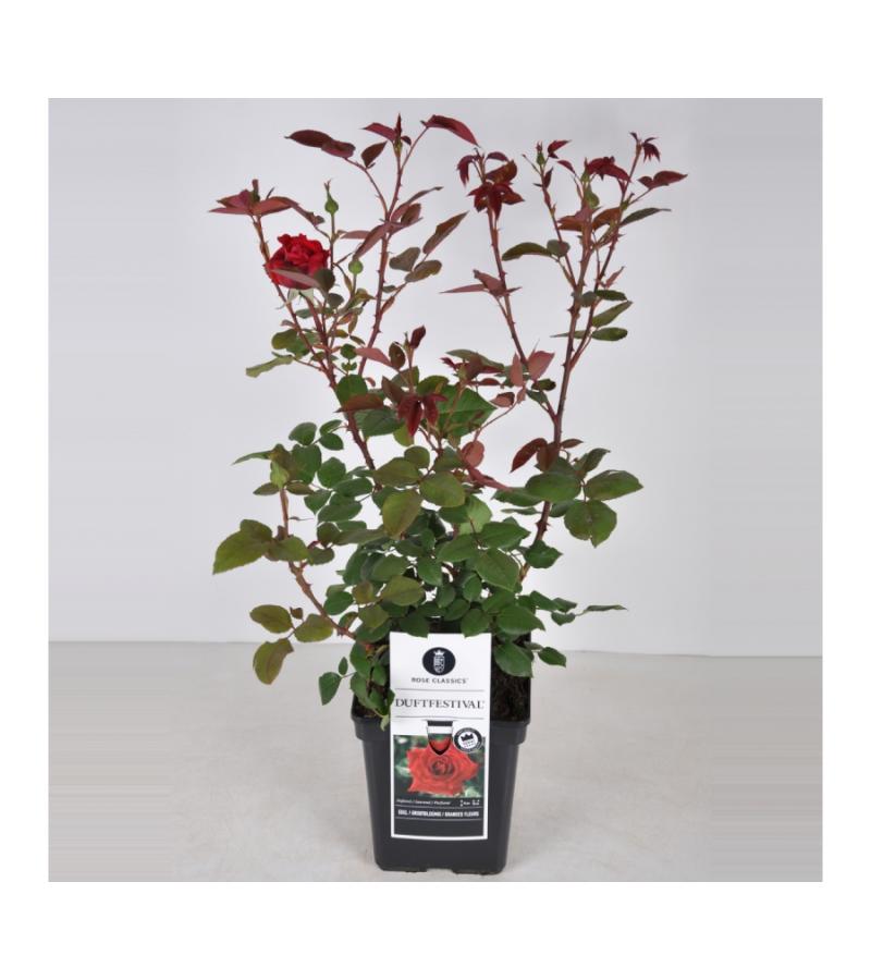 Grootbloemige roos (rosa "Duftfestival"®)