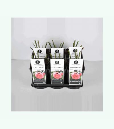Grootbloemige roos (rosa "Elbflorenz"®)