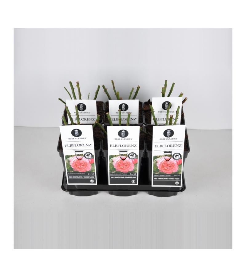 Grootbloemige roos (rosa "Elbflorenz"®)