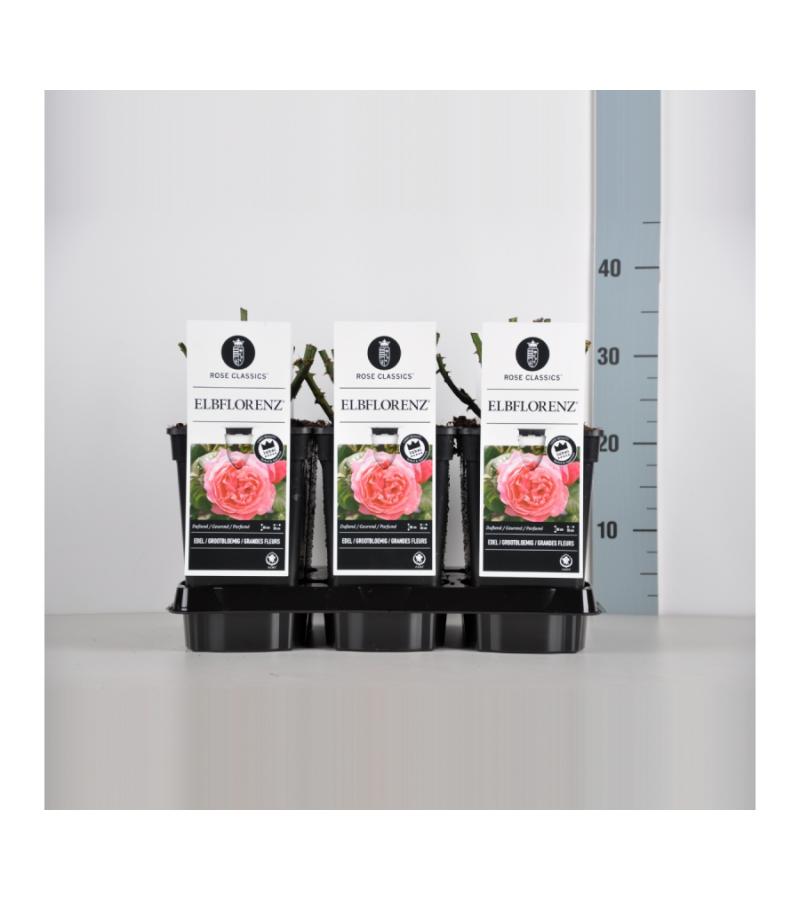 Grootbloemige roos (rosa "Elbflorenz"®)