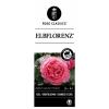 Grootbloemige roos (rosa "Elbflorenz"®)