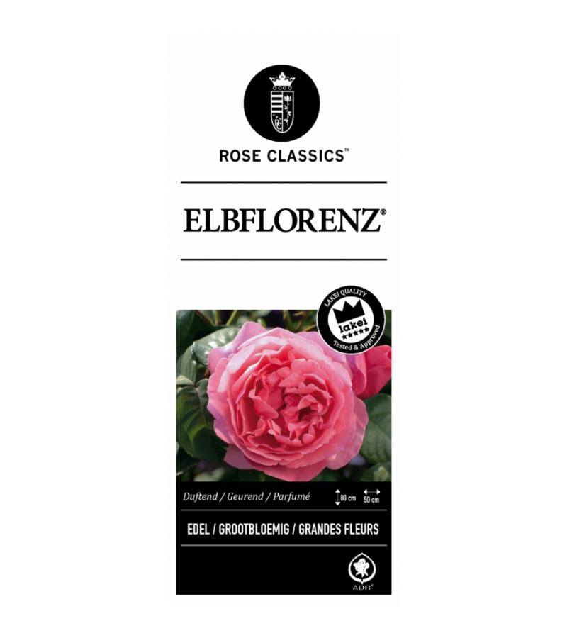 Grootbloemige roos (rosa "Elbflorenz"®)
