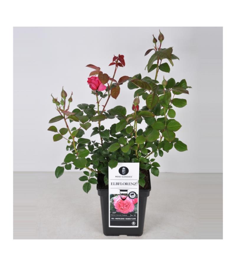 Grootbloemige roos (rosa "Elbflorenz"®)