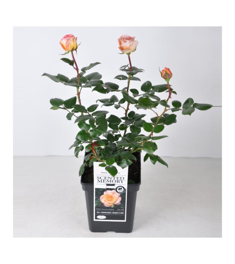Grootbloemige roos (rosa "Scented Memory"®)