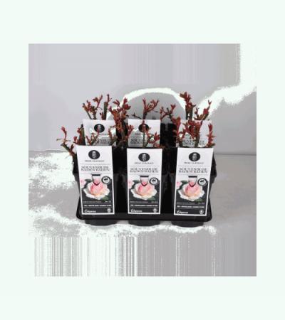 Grootbloemige roos (rosa "Souvenir de Baden Baden"®)