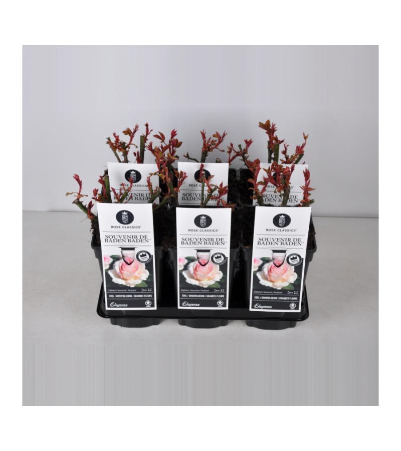 Grootbloemige roos (rosa "Souvenir de Baden Baden"®)