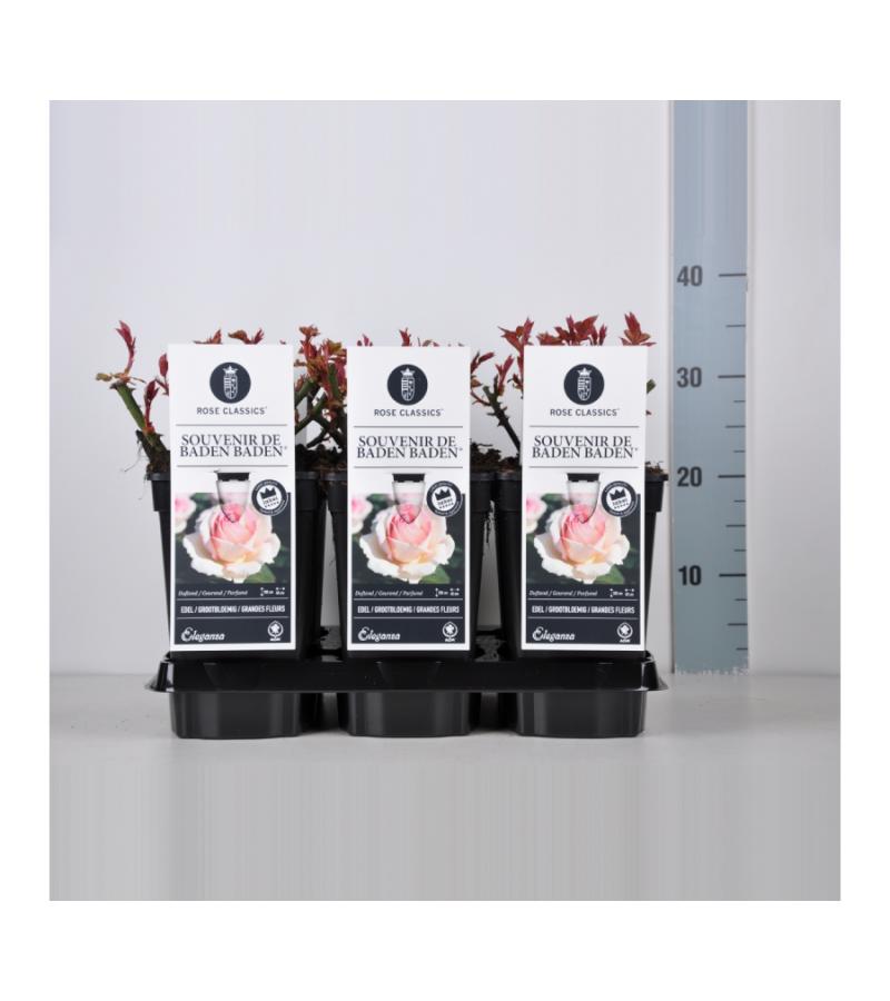 Grootbloemige roos (rosa "Souvenir de Baden Baden"®)