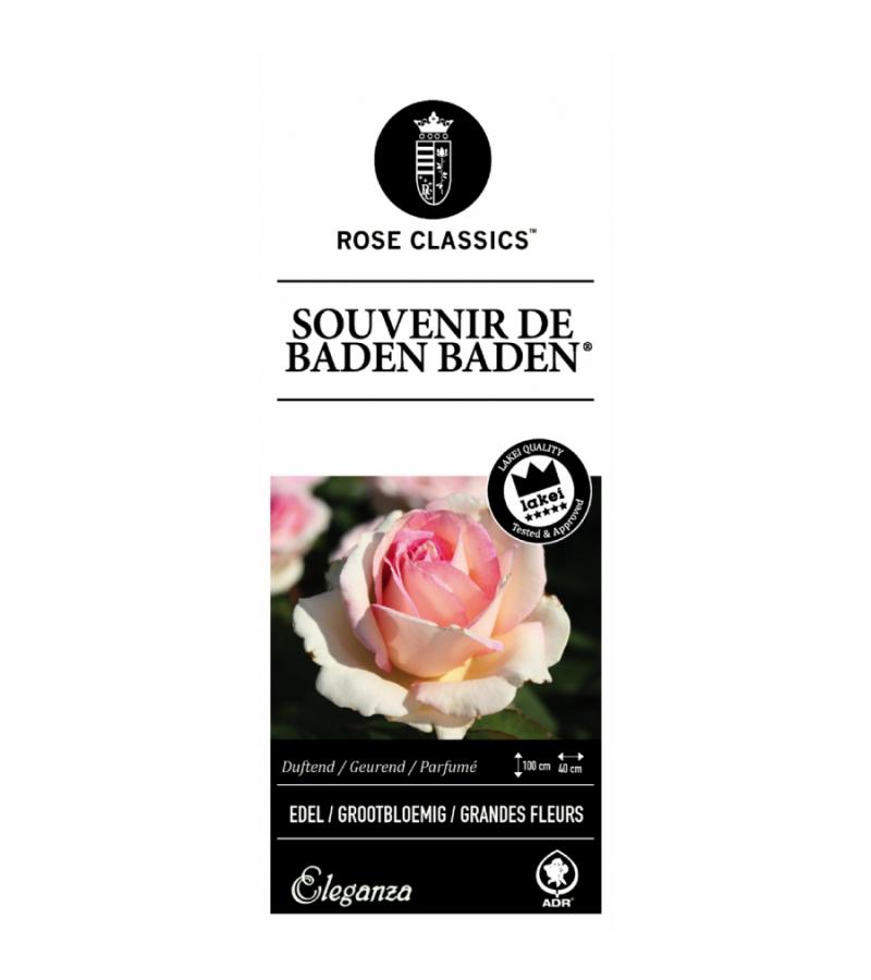 Grootbloemige roos (rosa "Souvenir de Baden Baden"®)
