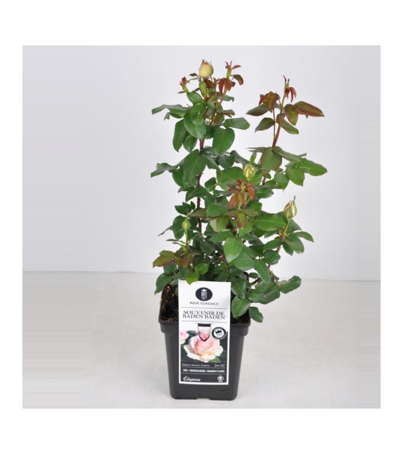 Grootbloemige roos (rosa "Souvenir de Baden Baden"®)