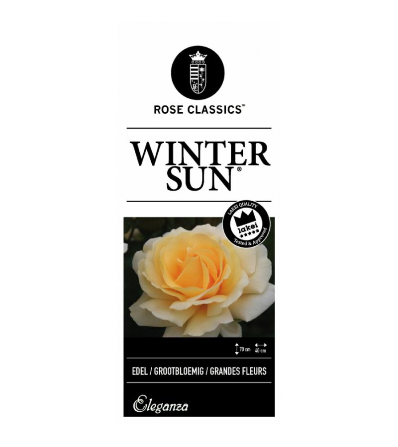 Grootbloemige roos (rosa "Winter Sun"®)