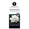 Grootbloemige roos (rosa "Annapurna"®)