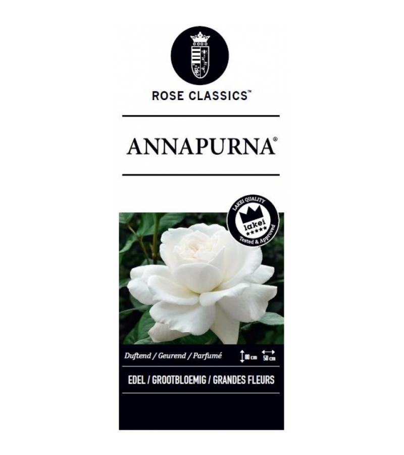 Grootbloemige roos (rosa "Annapurna"®)